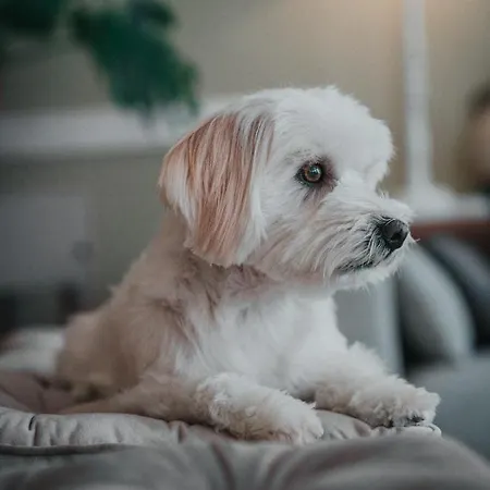 Ξενοδοχείο Amadei Promenade Πέζαρο